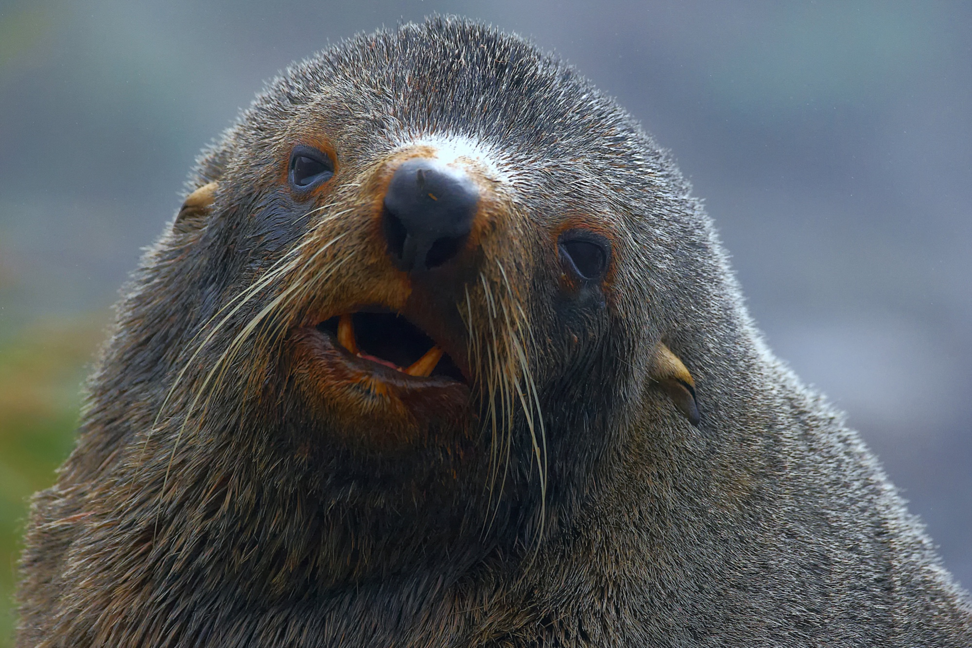 Seelöwe